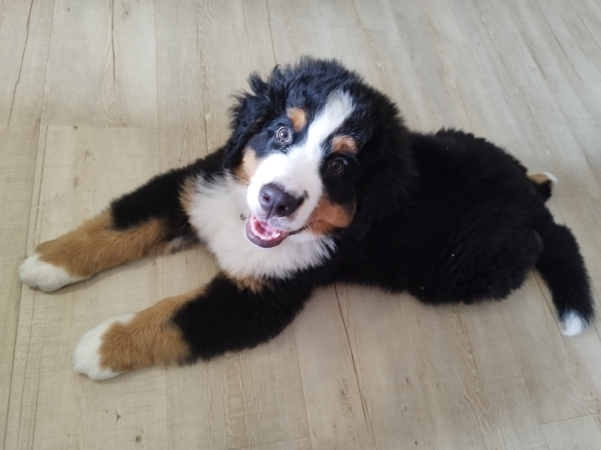 OUR MISSIONR MISSITo build an accessible, dynamic community of dog professionals who promote progressive and ethical approaches towards dogs and their humans.
